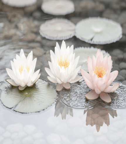 Tranquil Lily Trio