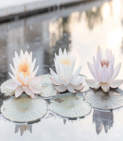Dawn's Tranquil Lilies