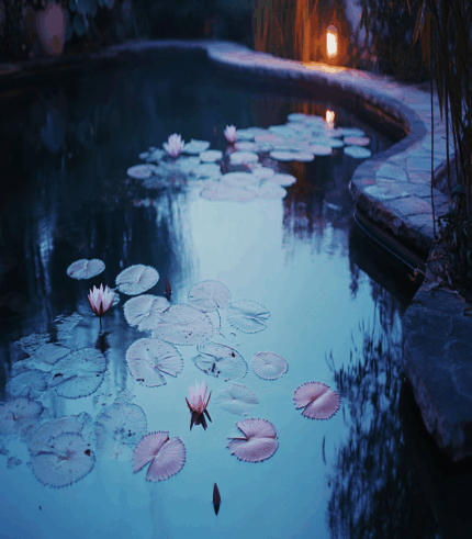 Lantern-Lit Lilypond